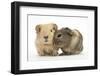 Two Baby Guinea Pigs-Mark Taylor-Framed Photographic Print