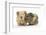 Two Baby Guinea Pigs-Mark Taylor-Framed Photographic Print