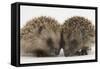 Two Baby Hedgehogs (Erinaceus Europaeus)-Mark Taylor-Framed Stretched Canvas