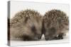 Two Baby Hedgehogs (Erinaceus Europaeus)-Mark Taylor-Stretched Canvas