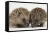 Two Baby Hedgehogs (Erinaceus Europaeus)-Mark Taylor-Framed Stretched Canvas