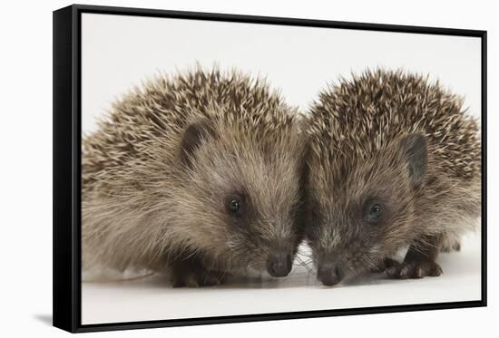 Two Baby Hedgehogs (Erinaceus Europaeus)-Mark Taylor-Framed Stretched Canvas