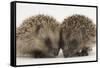 Two Baby Hedgehogs (Erinaceus Europaeus)-Mark Taylor-Framed Stretched Canvas