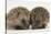 Two Baby Hedgehogs (Erinaceus Europaeus)-Mark Taylor-Stretched Canvas