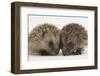 Two Baby Hedgehogs (Erinaceus Europaeus)-Mark Taylor-Framed Photographic Print