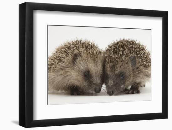 Two Baby Hedgehogs (Erinaceus Europaeus)-Mark Taylor-Framed Photographic Print