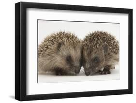 Two Baby Hedgehogs (Erinaceus Europaeus)-Mark Taylor-Framed Photographic Print