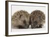 Two Baby Hedgehogs (Erinaceus Europaeus)-Mark Taylor-Framed Photographic Print