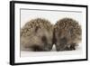 Two Baby Hedgehogs (Erinaceus Europaeus)-Mark Taylor-Framed Photographic Print