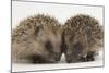 Two Baby Hedgehogs (Erinaceus Europaeus)-Mark Taylor-Mounted Photographic Print