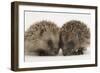 Two Baby Hedgehogs (Erinaceus Europaeus)-Mark Taylor-Framed Photographic Print