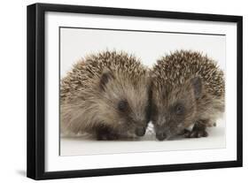 Two Baby Hedgehogs (Erinaceus Europaeus)-Mark Taylor-Framed Photographic Print