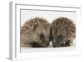 Two Baby Hedgehogs (Erinaceus Europaeus)-Mark Taylor-Framed Photographic Print