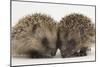 Two Baby Hedgehogs (Erinaceus Europaeus)-Mark Taylor-Mounted Photographic Print