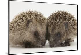 Two Baby Hedgehogs (Erinaceus Europaeus)-Mark Taylor-Mounted Photographic Print