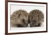 Two Baby Hedgehogs (Erinaceus Europaeus)-Mark Taylor-Framed Photographic Print