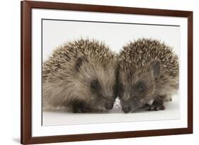 Two Baby Hedgehogs (Erinaceus Europaeus)-Mark Taylor-Framed Photographic Print