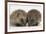 Two Baby Hedgehogs (Erinaceus Europaeus)-Mark Taylor-Framed Photographic Print