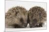 Two Baby Hedgehogs (Erinaceus Europaeus)-Mark Taylor-Mounted Photographic Print