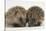 Two Baby Hedgehogs (Erinaceus Europaeus)-Mark Taylor-Stretched Canvas