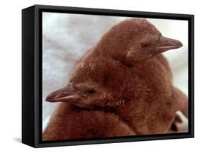 Two Baby Humboldt Penguin Chicks Take Comfort-null-Framed Stretched Canvas