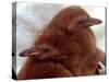 Two Baby Humboldt Penguin Chicks Take Comfort-null-Stretched Canvas