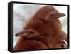 Two Baby Humboldt Penguin Chicks Take Comfort-null-Framed Stretched Canvas