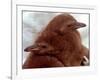 Two Baby Humboldt Penguin Chicks Take Comfort-null-Framed Photographic Print