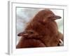 Two Baby Humboldt Penguin Chicks Take Comfort-null-Framed Photographic Print