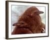 Two Baby Humboldt Penguin Chicks Take Comfort-null-Framed Photographic Print