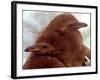 Two Baby Humboldt Penguin Chicks Take Comfort-null-Framed Photographic Print