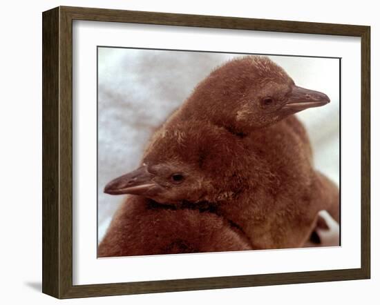 Two Baby Humboldt Penguin Chicks Take Comfort-null-Framed Photographic Print