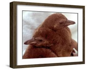 Two Baby Humboldt Penguin Chicks Take Comfort-null-Framed Photographic Print