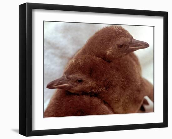 Two Baby Humboldt Penguin Chicks Take Comfort-null-Framed Photographic Print