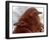 Two Baby Humboldt Penguin Chicks Take Comfort-null-Framed Photographic Print