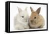 Two Baby Lionhead Cross Lop Bunnies-Mark Taylor-Framed Stretched Canvas