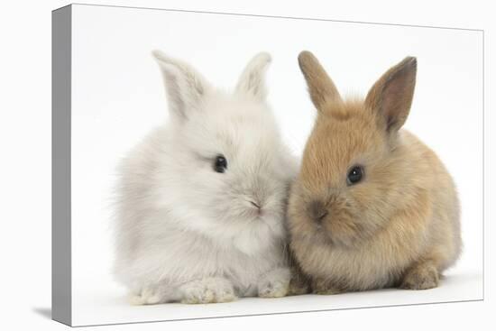 Two Baby Lionhead Cross Lop Bunnies-Mark Taylor-Stretched Canvas