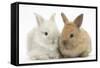 Two Baby Lionhead Cross Lop Bunnies-Mark Taylor-Framed Stretched Canvas