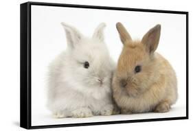 Two Baby Lionhead Cross Lop Bunnies-Mark Taylor-Framed Stretched Canvas