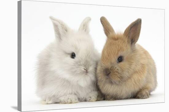 Two Baby Lionhead Cross Lop Bunnies-Mark Taylor-Stretched Canvas