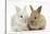 Two Baby Lionhead Cross Lop Bunnies-Mark Taylor-Stretched Canvas