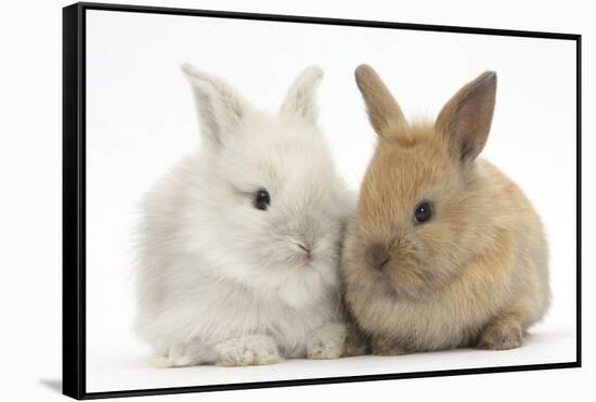 Two Baby Lionhead Cross Lop Bunnies-Mark Taylor-Framed Stretched Canvas