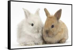 Two Baby Lionhead Cross Lop Bunnies-Mark Taylor-Framed Stretched Canvas