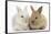 Two Baby Lionhead Cross Lop Bunnies-Mark Taylor-Framed Stretched Canvas