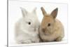 Two Baby Lionhead Cross Lop Bunnies-Mark Taylor-Stretched Canvas