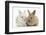 Two Baby Lionhead Cross Lop Bunnies-Mark Taylor-Framed Premium Photographic Print