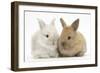 Two Baby Lionhead Cross Lop Bunnies-Mark Taylor-Framed Photographic Print