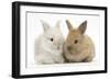 Two Baby Lionhead Cross Lop Bunnies-Mark Taylor-Framed Photographic Print