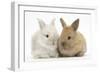 Two Baby Lionhead Cross Lop Bunnies-Mark Taylor-Framed Photographic Print