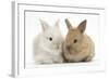 Two Baby Lionhead Cross Lop Bunnies-Mark Taylor-Framed Photographic Print